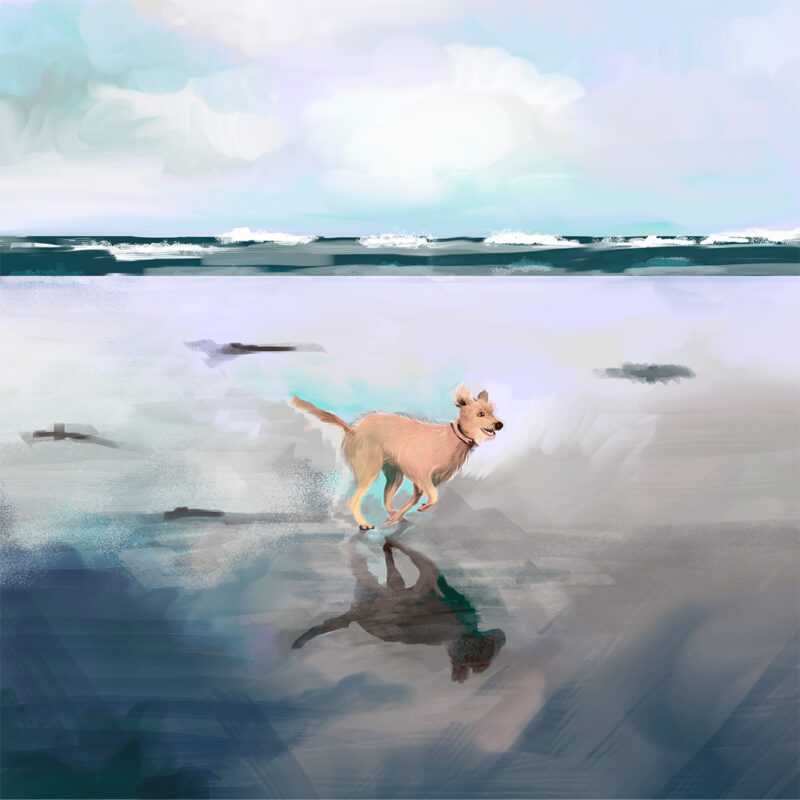 cane-in-spiaggia