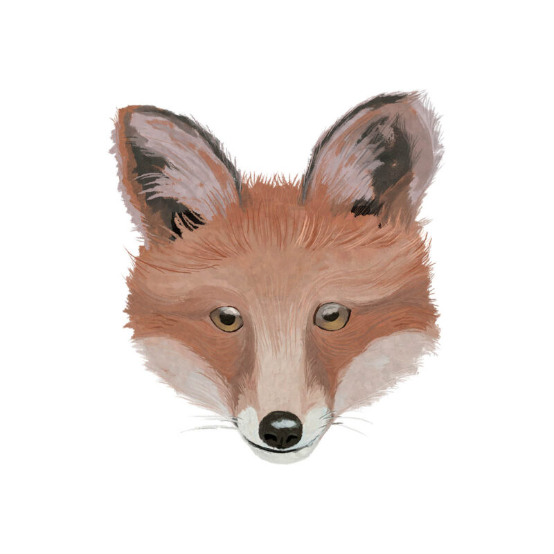 fox
