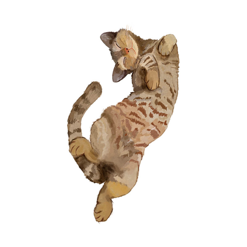 gatto-tigrato